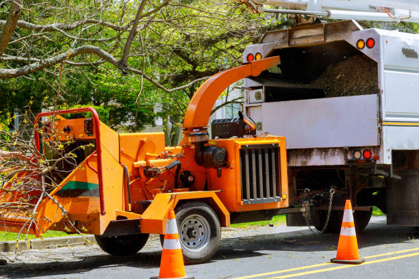 Saddle River, NJ  Tree Services Company